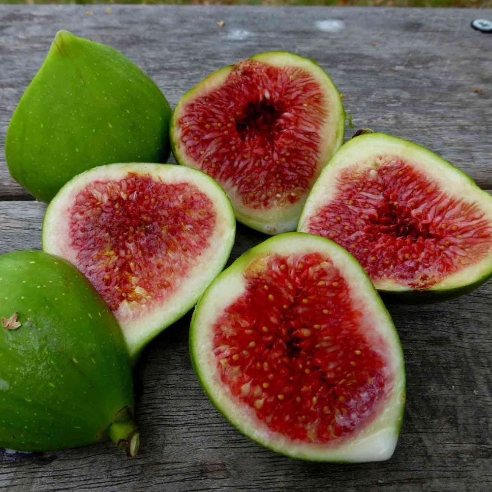 fichi